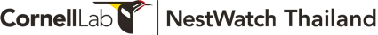 Nestwatch Thailand